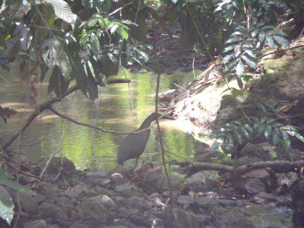 Riverside Villas Manuel Antonio Exterior photo